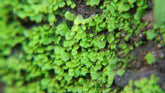 綠葉光蘚(Cyathodium smaragdinum